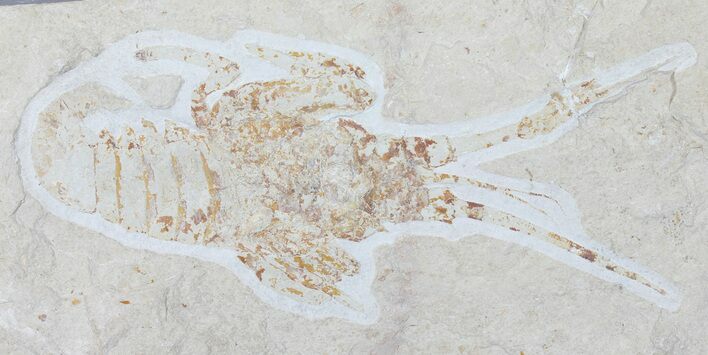 Cretaceous Lobster (Palinurus) Fossil - Lebanon #50945